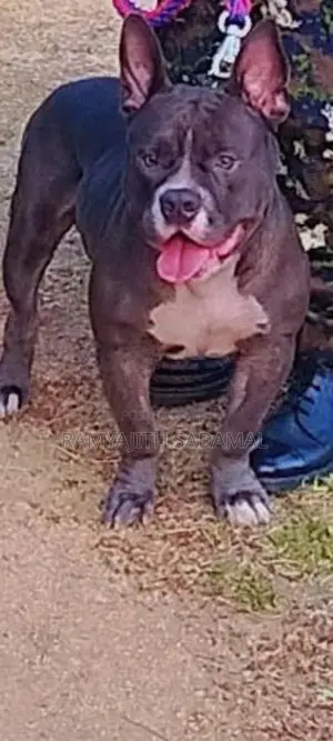 American Bully Dog