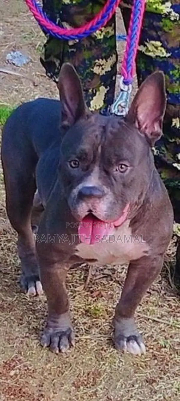 American Bully Dog