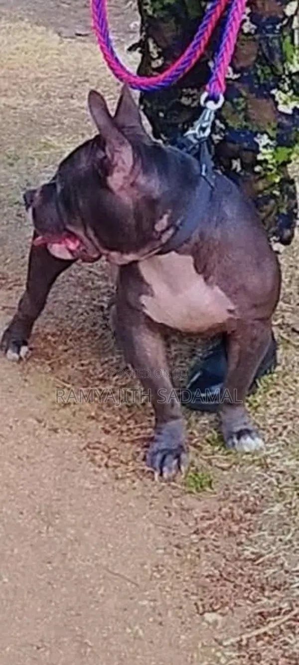 American Bully Dog