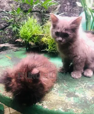 Persian Cat