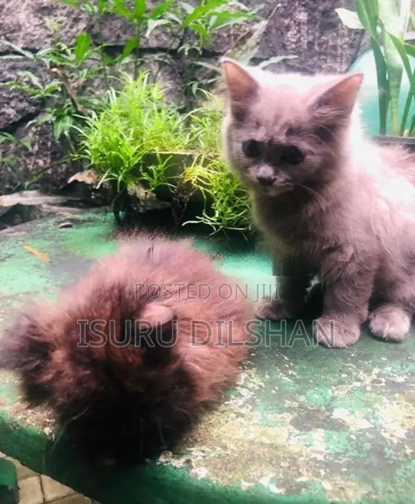 Persian Cat