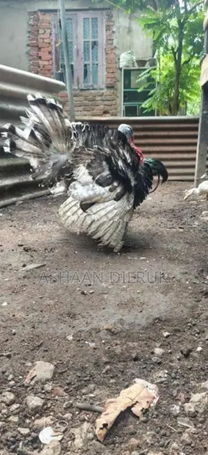turkey