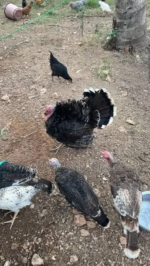 turkey