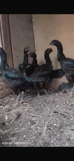 Brahma Chickens