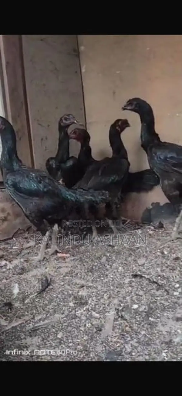 Brahma Chickens