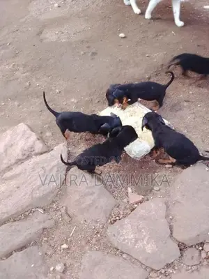 Dashound Puppies