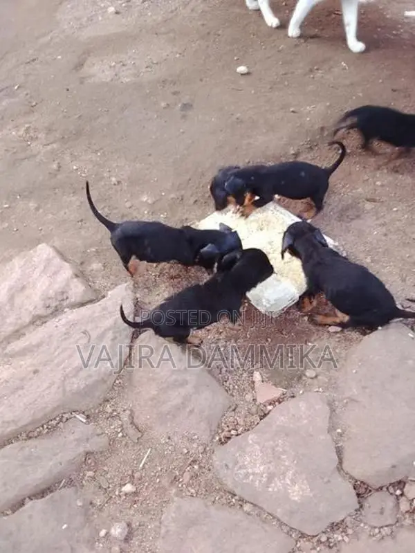 Dashound Puppies