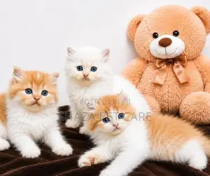 Pure Persian Fur Balls