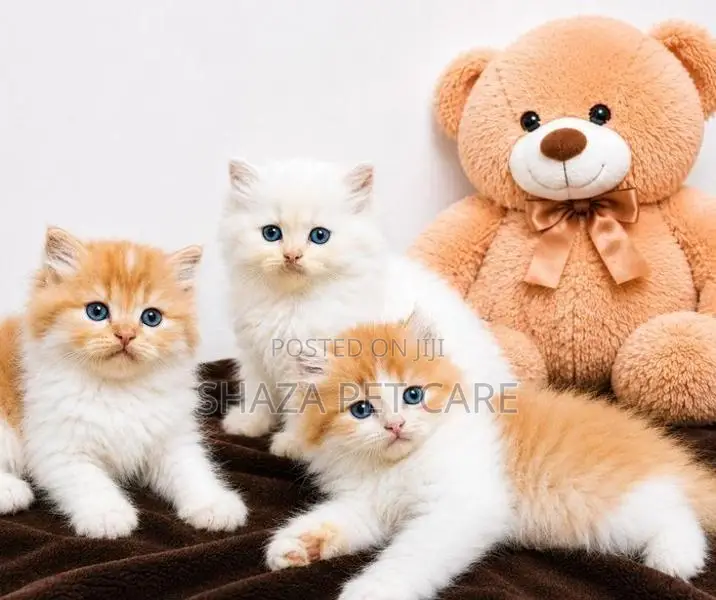 Pure Persian Fur Balls
