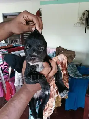 Pitpull Puppy