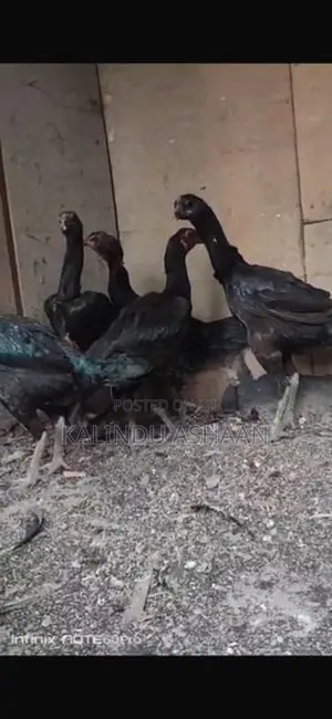 Brahma Chickens
