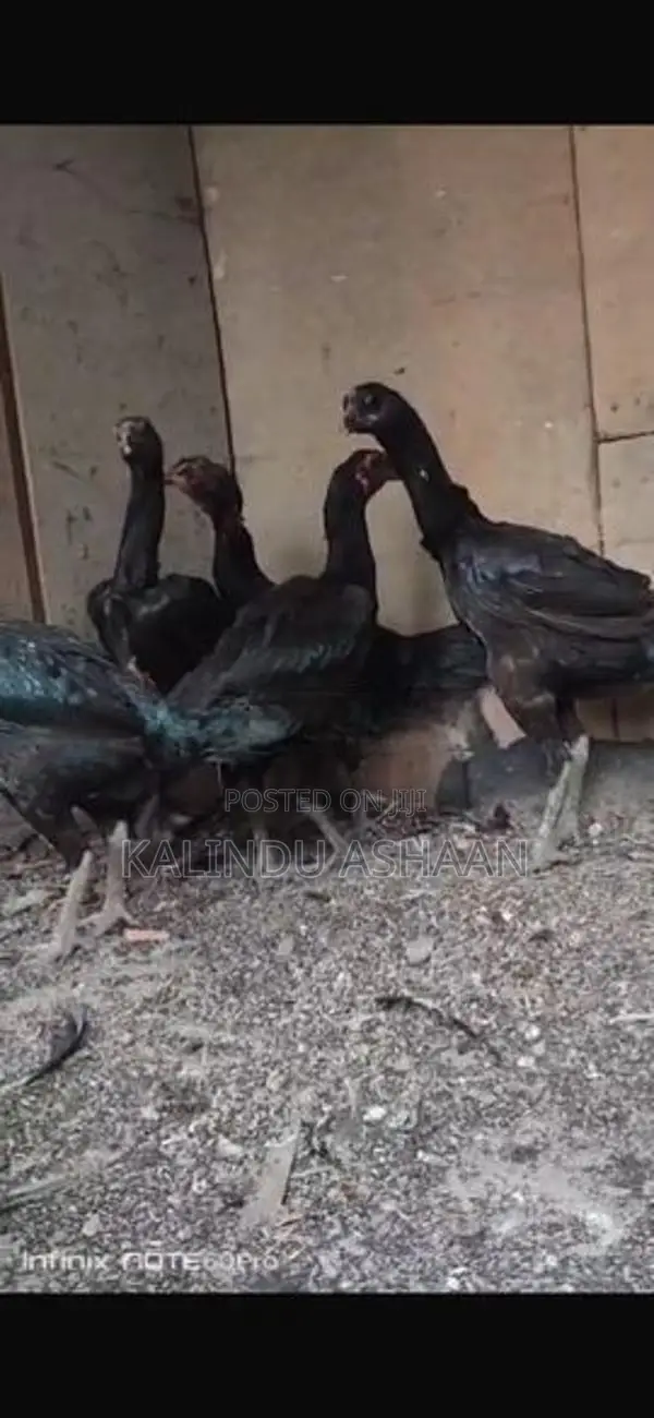 Brahma Chickens