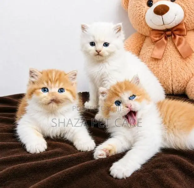Pure Persian Fur Balls