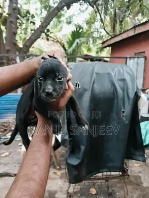 Pitpull Puppy