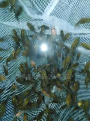 Pearl Scales Petaw