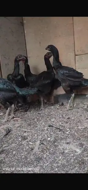 Brahma Chickens