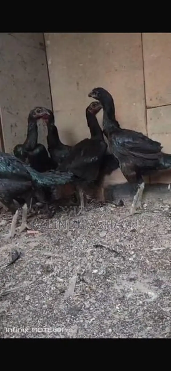 Brahma Chickens