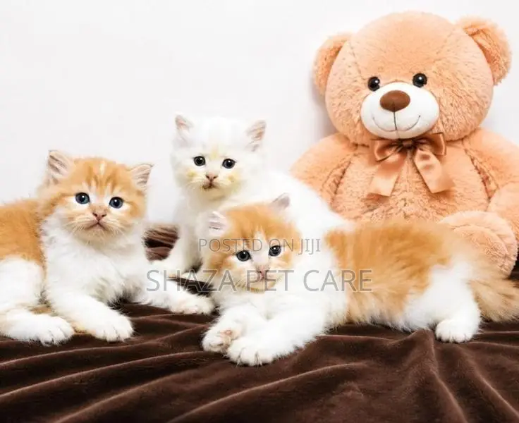 Pure Persian Fur Balls