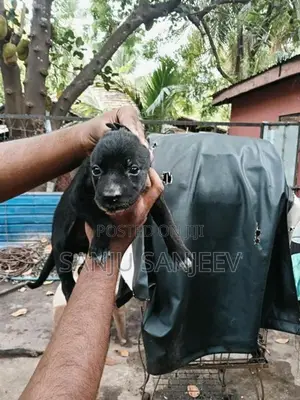 Pitpull Puppy
