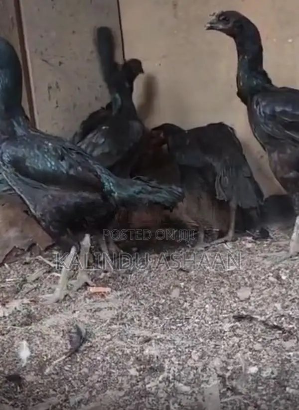 Brahma Chickens