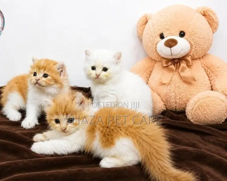 Pure Persian Fur Balls