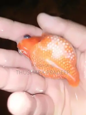 Pearl Scales Petaw