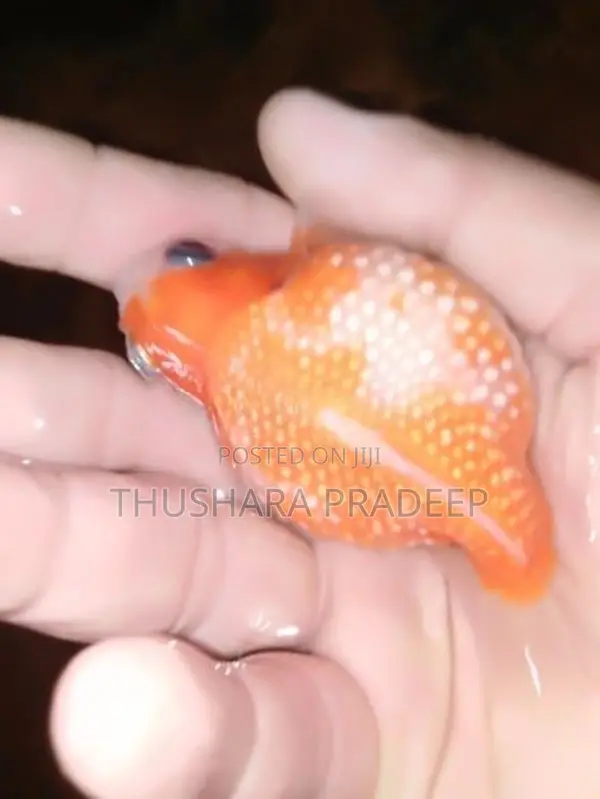 Pearl Scales Petaw