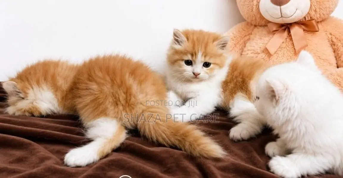 Pure Persian Fur Balls