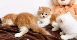 Pure Persian Fur Balls