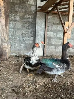 DUCKS