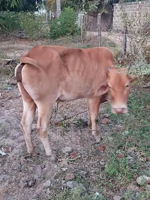Cow for Sale