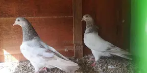 Pigeons