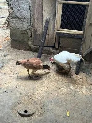 Aseel Rooster