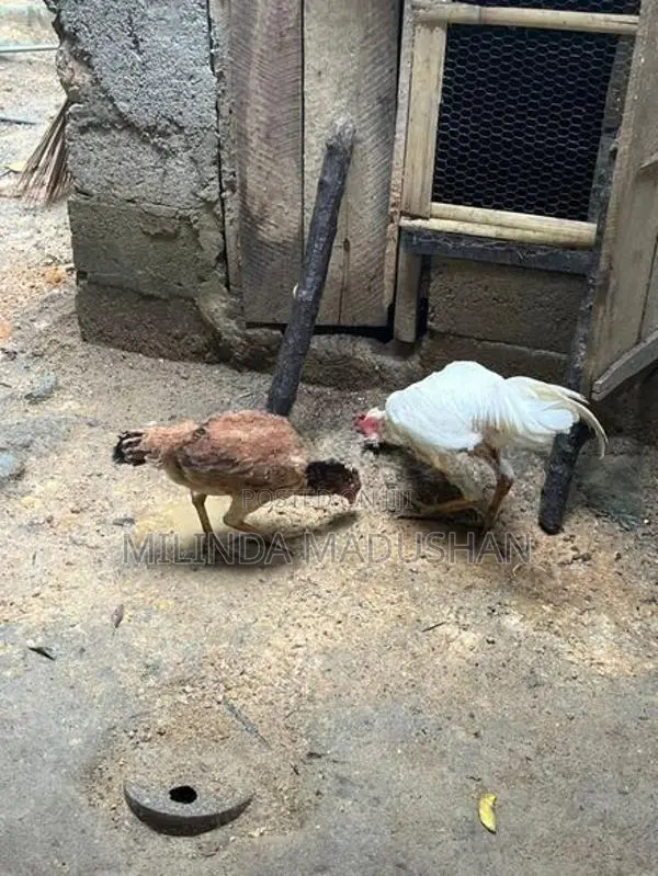 Aseel Rooster