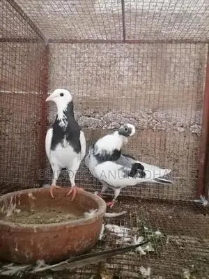 Pigeons