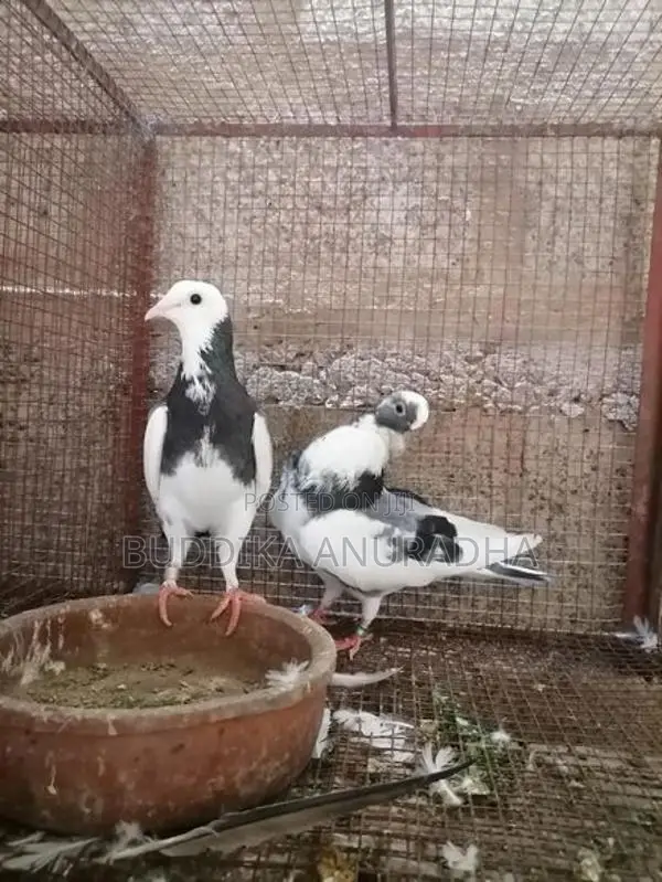 Pigeons