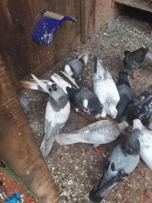 Pigeons