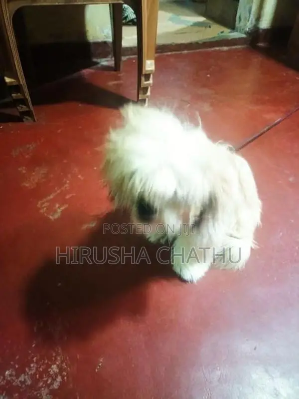 Shih Tzu Puppy
