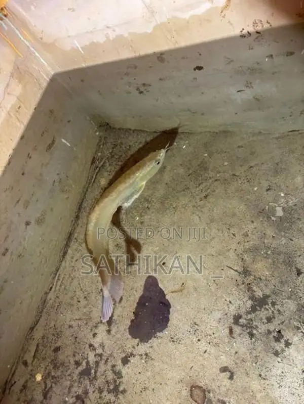 Silver Arowana Fish
