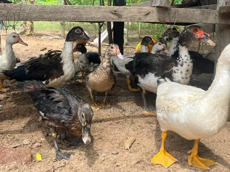 DUCKS