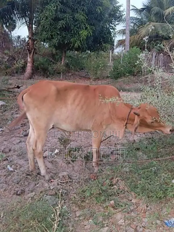 Cow for Sale