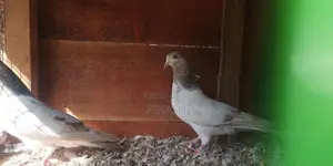 Pigeons