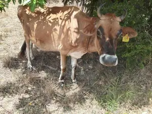 Farm Cows