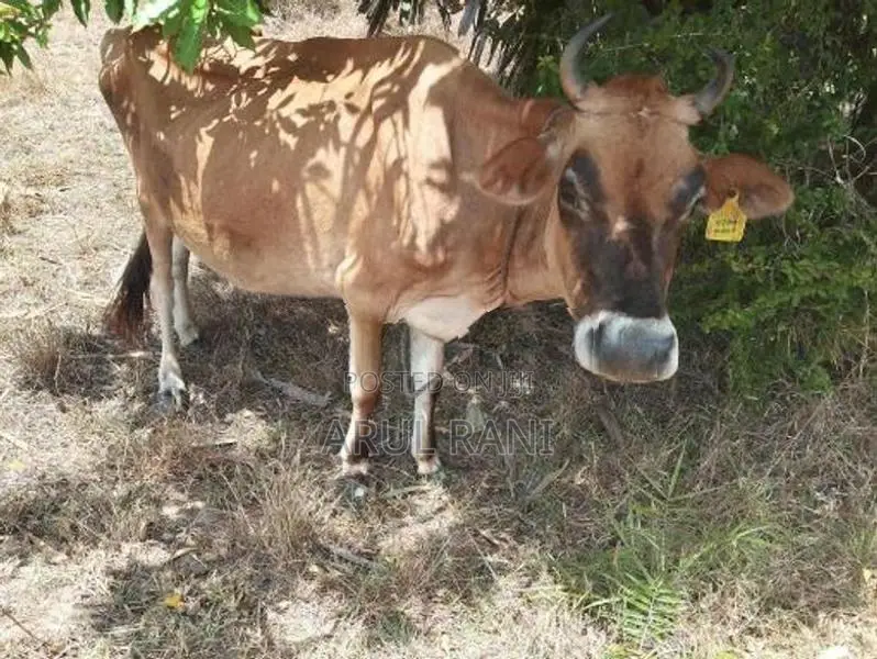Farm Cows