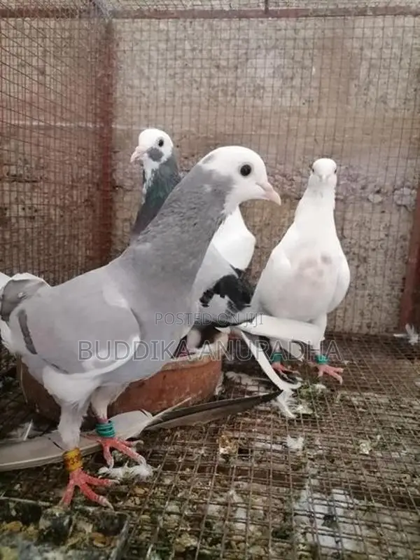 Pigeons