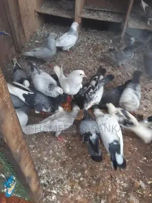 Pigeons