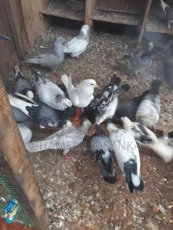 Pigeons
