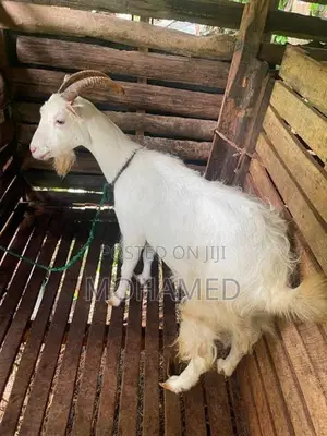Saanen Goat
