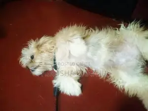 Shih Tzu Puppy
