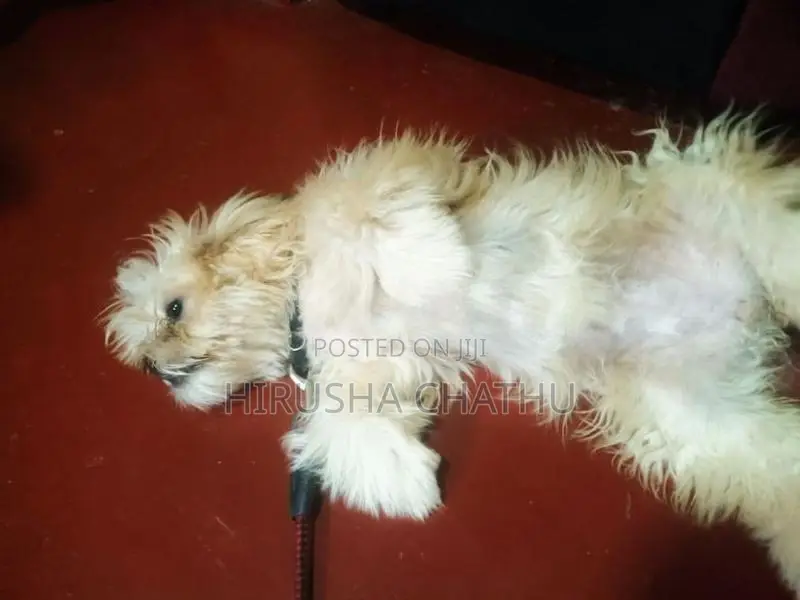 Shih Tzu Puppy
